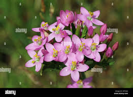 Attēlu rezultāti vaicājumam “Centaurium erythraea flower”