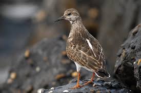 Attēlu rezultāti vaicājumam “Arenaria interpres adult”