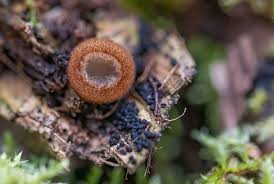 Attēlu rezultāti vaicājumam “Ruzenia spermoides”