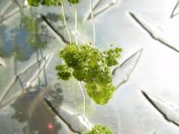 Attēlu rezultāti vaicājumam “Nitella sp.”