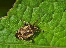 Attēlu rezultāti vaicājumam “Polymerus palustris”