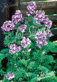 Attēlu rezultāti vaicājumam “Polemonium caeruleum flower”