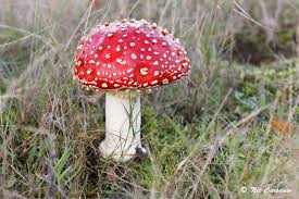 Image result for vliegenzwam