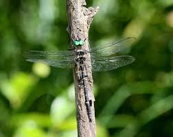 Attēlu rezultāti vaicājumam “Diderma roanense macro”
