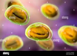 Attēlu rezultāti vaicājumam “Gulielmina vermicularis macro”