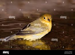 Image result for Dendroica petechia