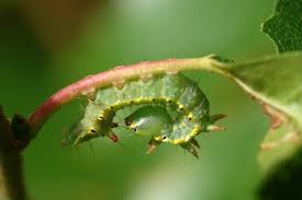 Attēlu rezultāti vaicājumam “Ptilodon capucina larva”