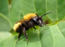 Attēlu rezultāti vaicājumam “Andrena”