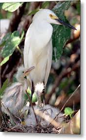 Image result for Egretta thula
