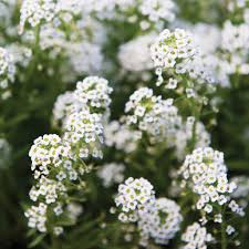 Image result for Alyssum diffusum