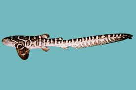 Image result for Stegostoma tigrinum