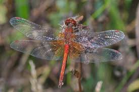 Attēlu rezultāti vaicājumam “Sympetrum flaveolum”