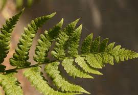 Attēlu rezultāti vaicājumam “Dryopteris cristata”