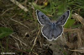 Attēlu rezultāti vaicājumam “Maculinea alcon female”
