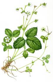 Attēlu rezultāti vaicājumam “Fragaria vesca leaf”