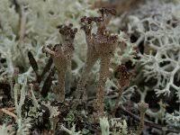 Attēlu rezultāti vaicājumam “Cladonia mitis”