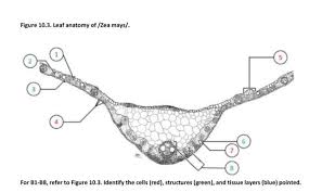 Attēlu rezultāti vaicājumam “Zea mays leaf”