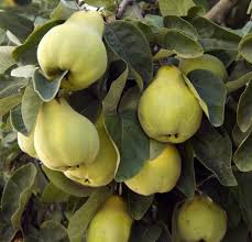 Attēlu rezultāti vaicājumam “Cydonia oblonga”