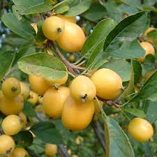 Attēlu rezultāti vaicājumam “Malus x zumi”