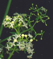 Attēlu rezultāti vaicājumam “Galium album flower”