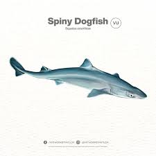 Image result for Squalus acanthias