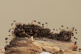 Attēlu rezultāti vaicājumam “Physarum psittacinum young”