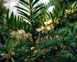 Attēlu rezultāti vaicājumam “Taxus baccata male flower”