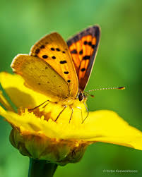 Attēlu rezultāti vaicājumam “Lycaena phlaeas female”
