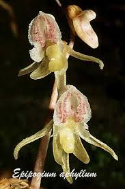 Attēlu rezultāti vaicājumam “Epipogium aphyllum”