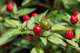 Image result for Cyprinus chilia