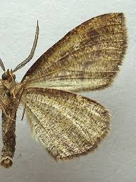 Attēlu rezultāti vaicājumam “Plagodis pulveraria”