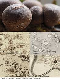 Attēlu rezultāti vaicājumam “Lycogala confusum”