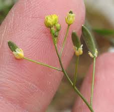 Attēlu rezultāti vaicājumam “Draba nemorosa”