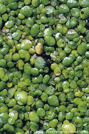 Attēlu rezultāti vaicājumam “Lemna gibba”