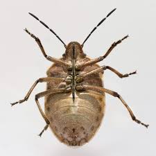 Attēlu rezultāti vaicājumam “Chlorochroa pinicola”