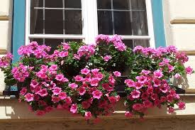 Image result for Petunie