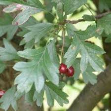 Attēlu rezultāti vaicājumam “Crataegus x macrocarpa leaf”
