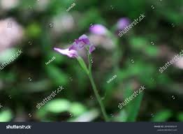 Attēlu rezultāti vaicājumam “Cephalanthera rubra bud”