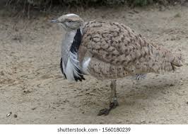 Image result for Chlamydotis macqueenii