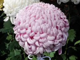 Attēlu rezultāti vaicājumam “Viscum album female flower”