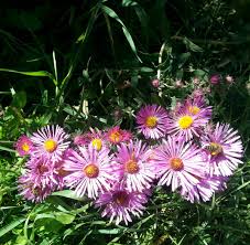 Attēlu rezultāti vaicājumam “Symphyotrichum novae-angliae flower”