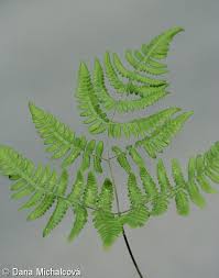 Attēlu rezultāti vaicājumam “Gymnocarpium robertianum”