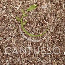 Attēlu rezultāti vaicājumam “Juncus bulbosus fruit”