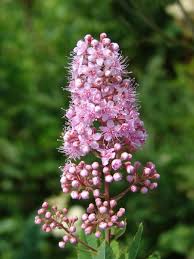 Attēlu rezultāti vaicājumam “Spiraea chamaedryfolia flower”