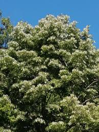 Attēlu rezultāti vaicājumam “Tilia tomentosa flower”