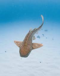 Image result for Styracura pacifica