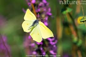 Attēlu rezultāti vaicājumam “Gonepteryx rhamni”