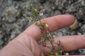 Attēlu rezultāti vaicājumam “Microrrhinum minus flower”