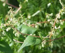 Attēlu rezultāti vaicājumam “Fallopia dumetorum”