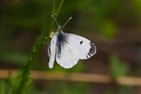 Attēlu rezultāti vaicājumam “Anthocharis cardamines underside”